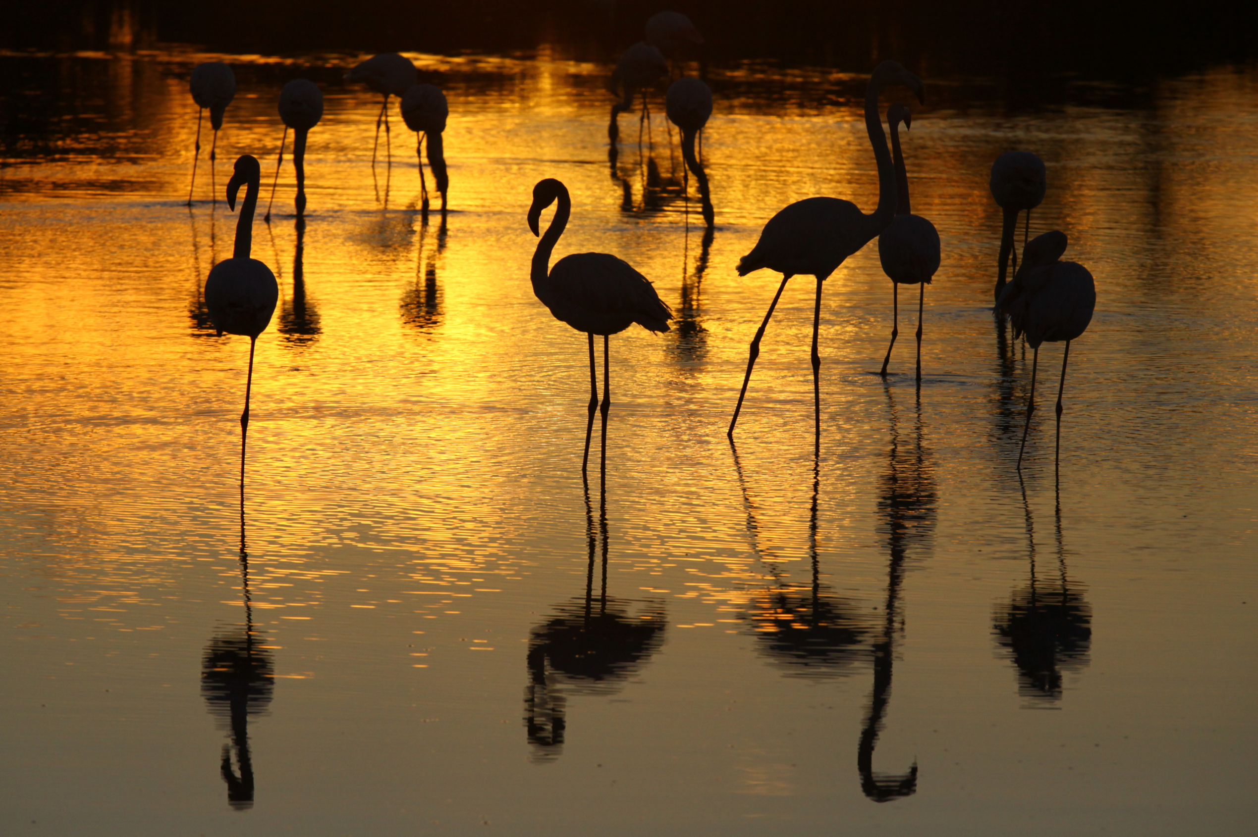flamant-jeanjalbert-jeanjalbert-tourduvalat-camargue-flamant-2