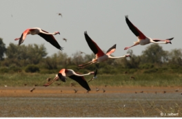 envol-flamants-rosesjean-jalbert