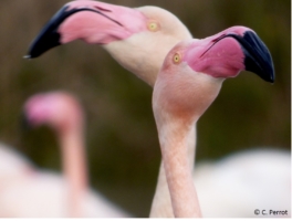 flamingos-charlotte-perrot-2