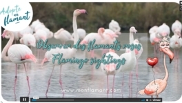 video-observation-flamants