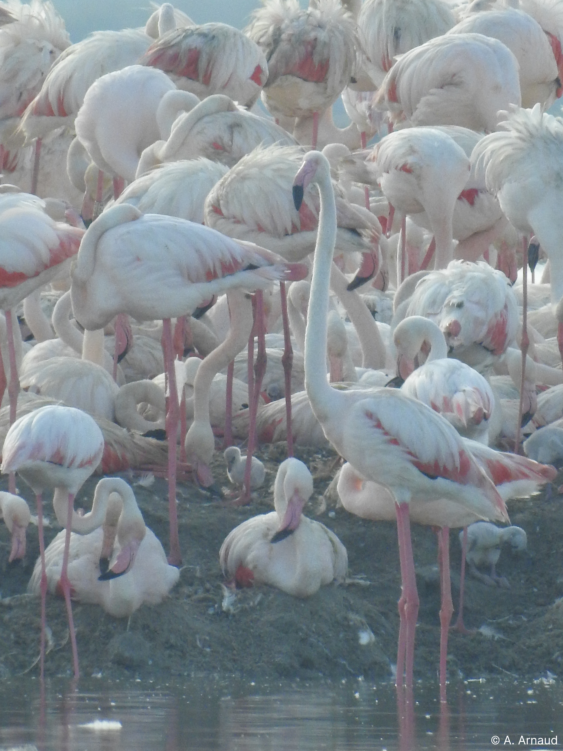 poussins et adultes sur l'ilot de nidification