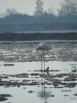 flamingo and chick