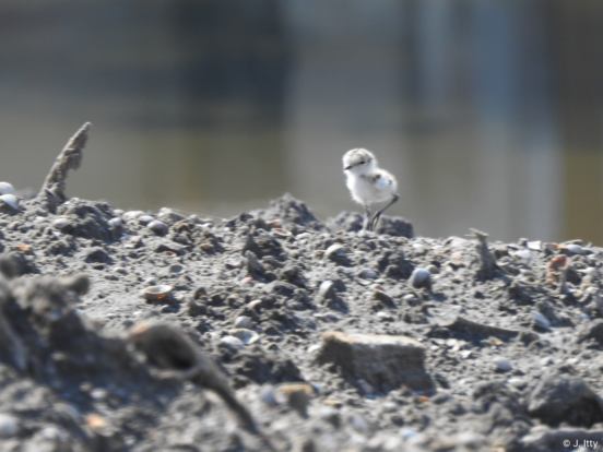 little plover