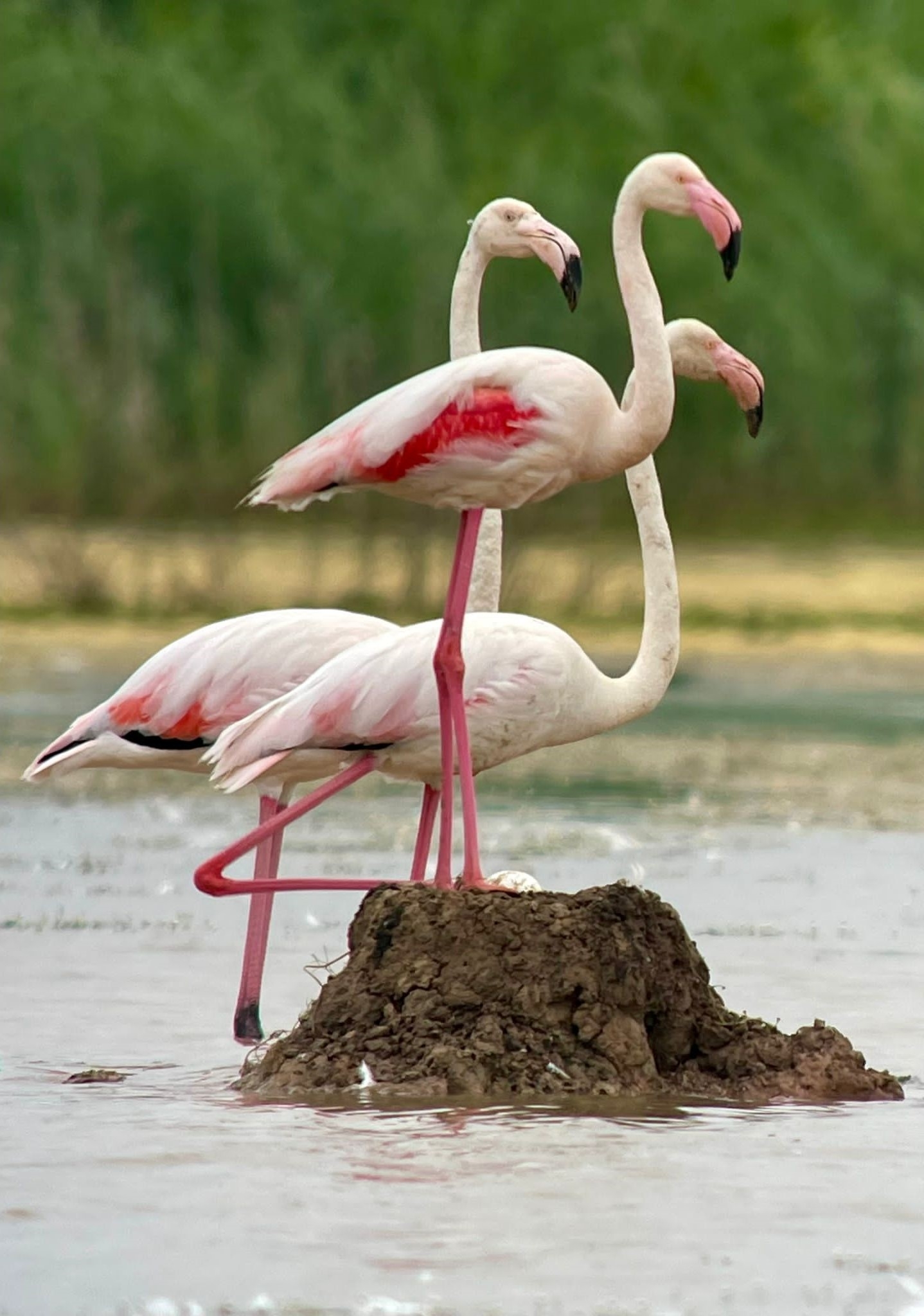 Flamants-Capestang34_Antoine-Jorris