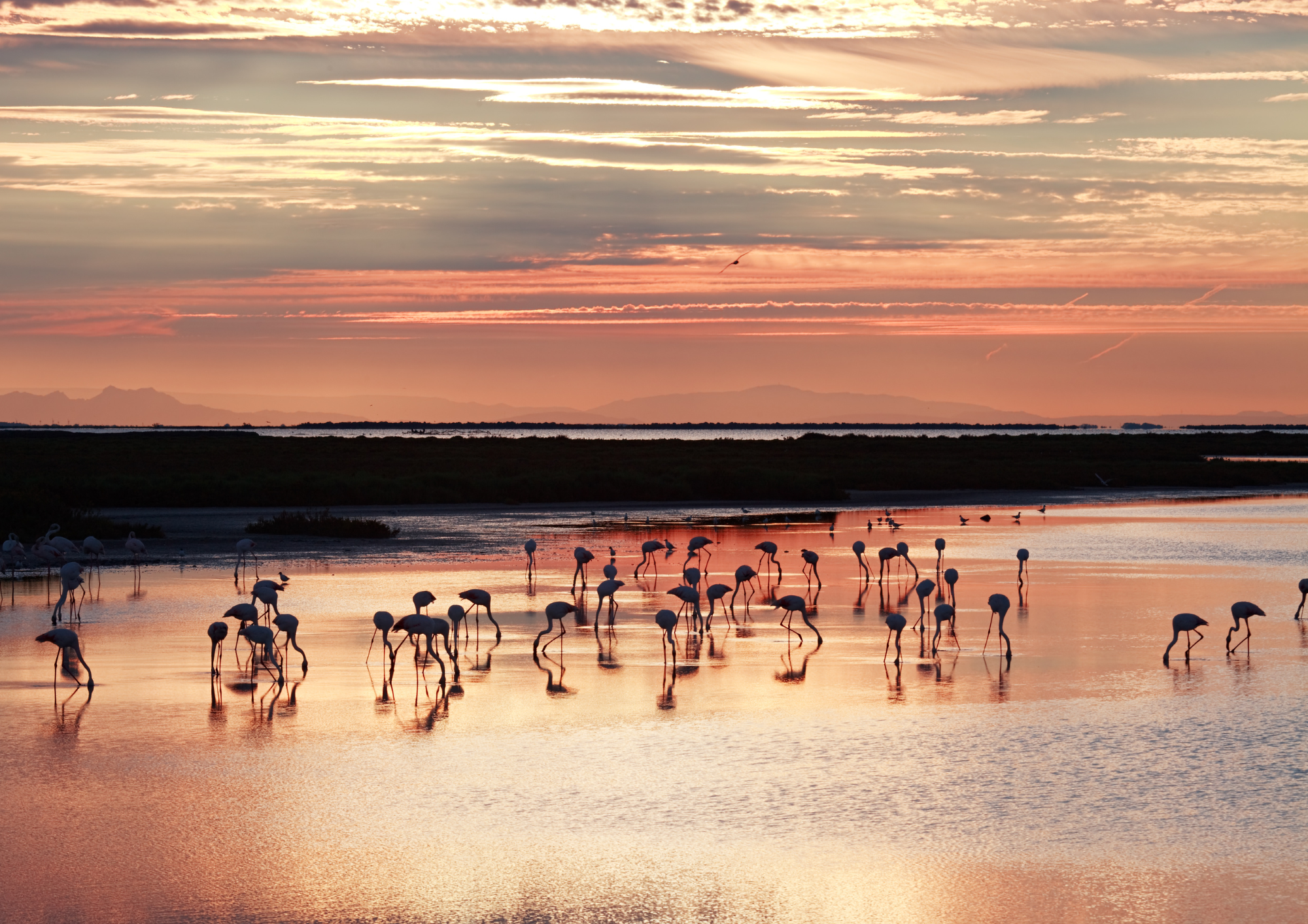 gazette-avril-flamants-camargue(gettyimages)