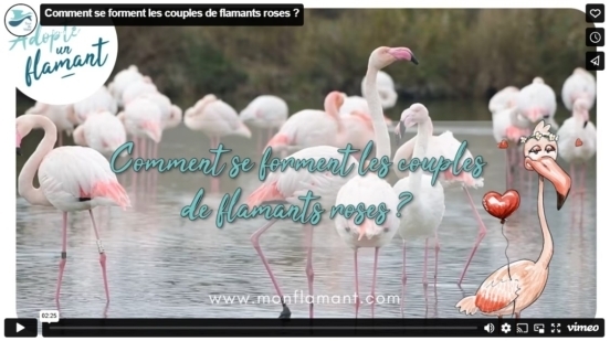 video-formation-couples-flamants