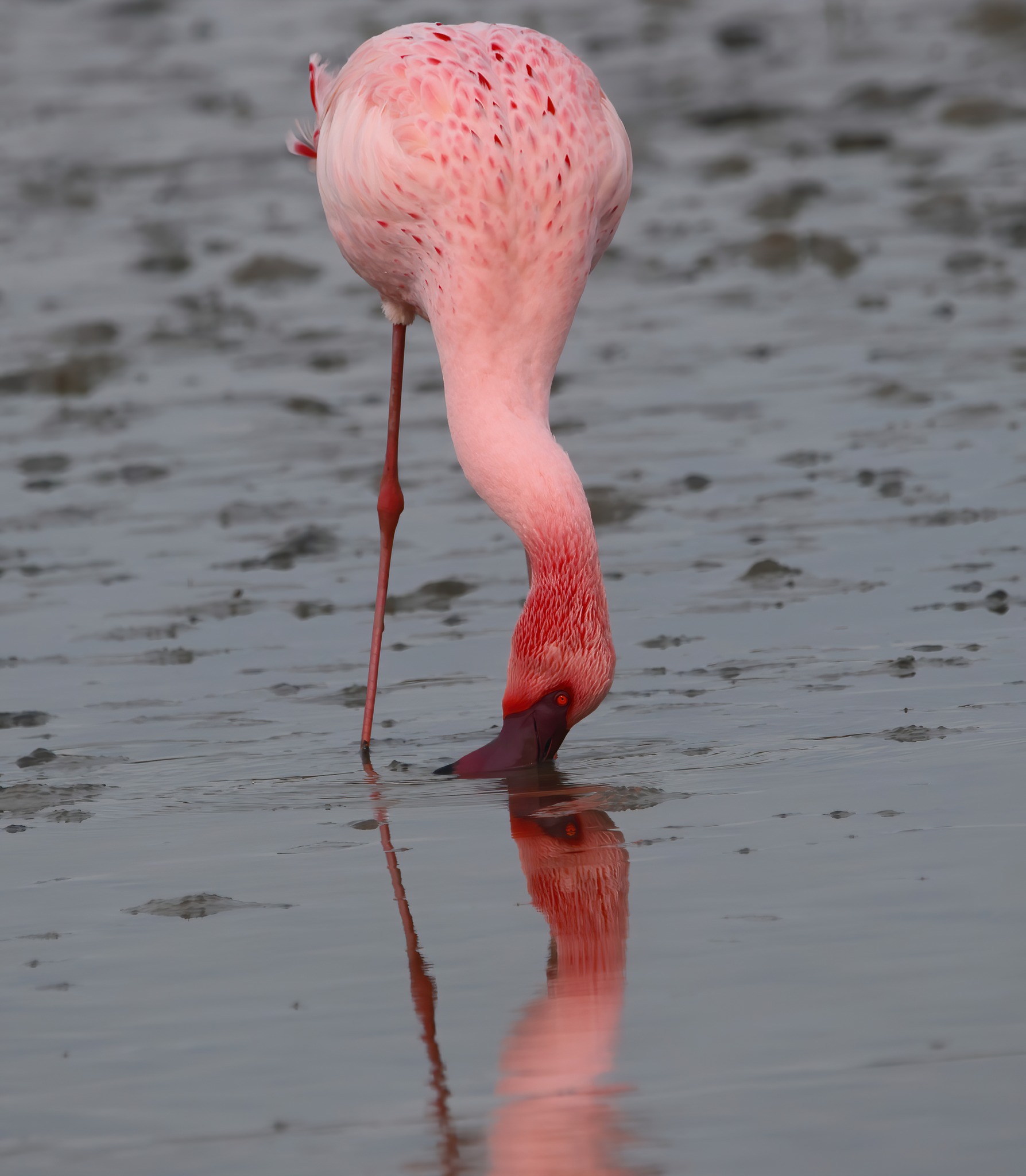Flamant-Nain@V-VUILLERMET
