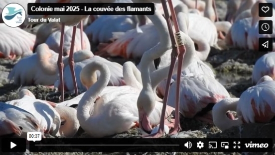 vignette_video-colonie-mai1