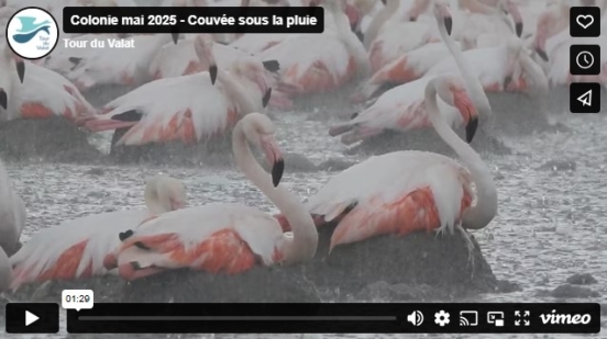 vignette_video-colonie-mai3