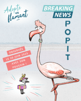 popit-2