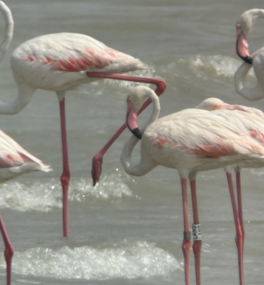 flamant-lans-kowait-photoomaralshaheen