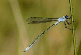 lestes_macrostigma_2-1024x700