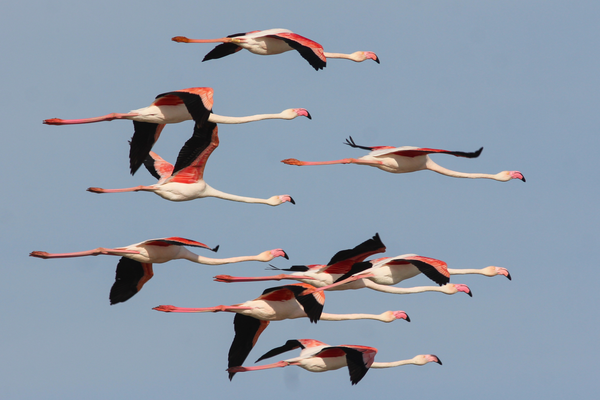 dia25-vol-flamants-rosest-galewski-tourduvalat