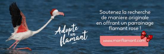 bandeau-mail-fetes2024-adopte-un-flamant-2