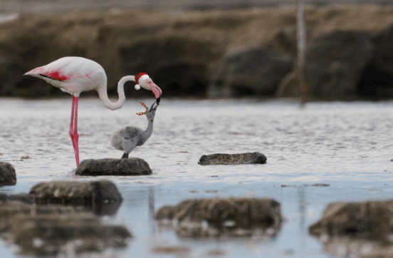 visuel-noel-2025-a1f