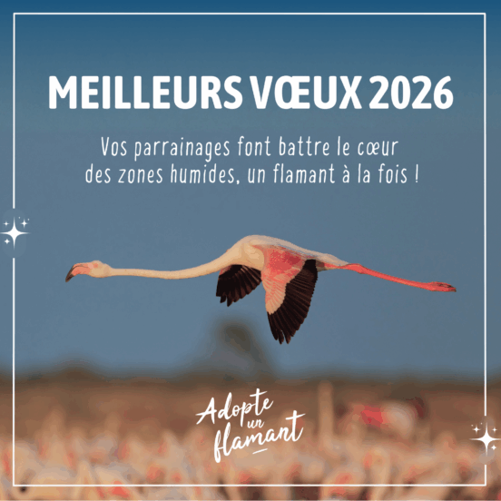 voeux-2026-a1f