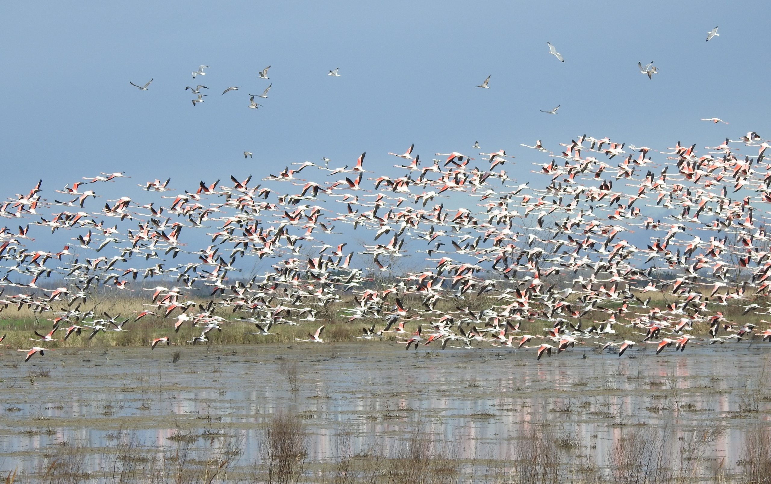 2025-02_Envol-flamants-roses-champ@MathisVUILLEMIN-TdV
