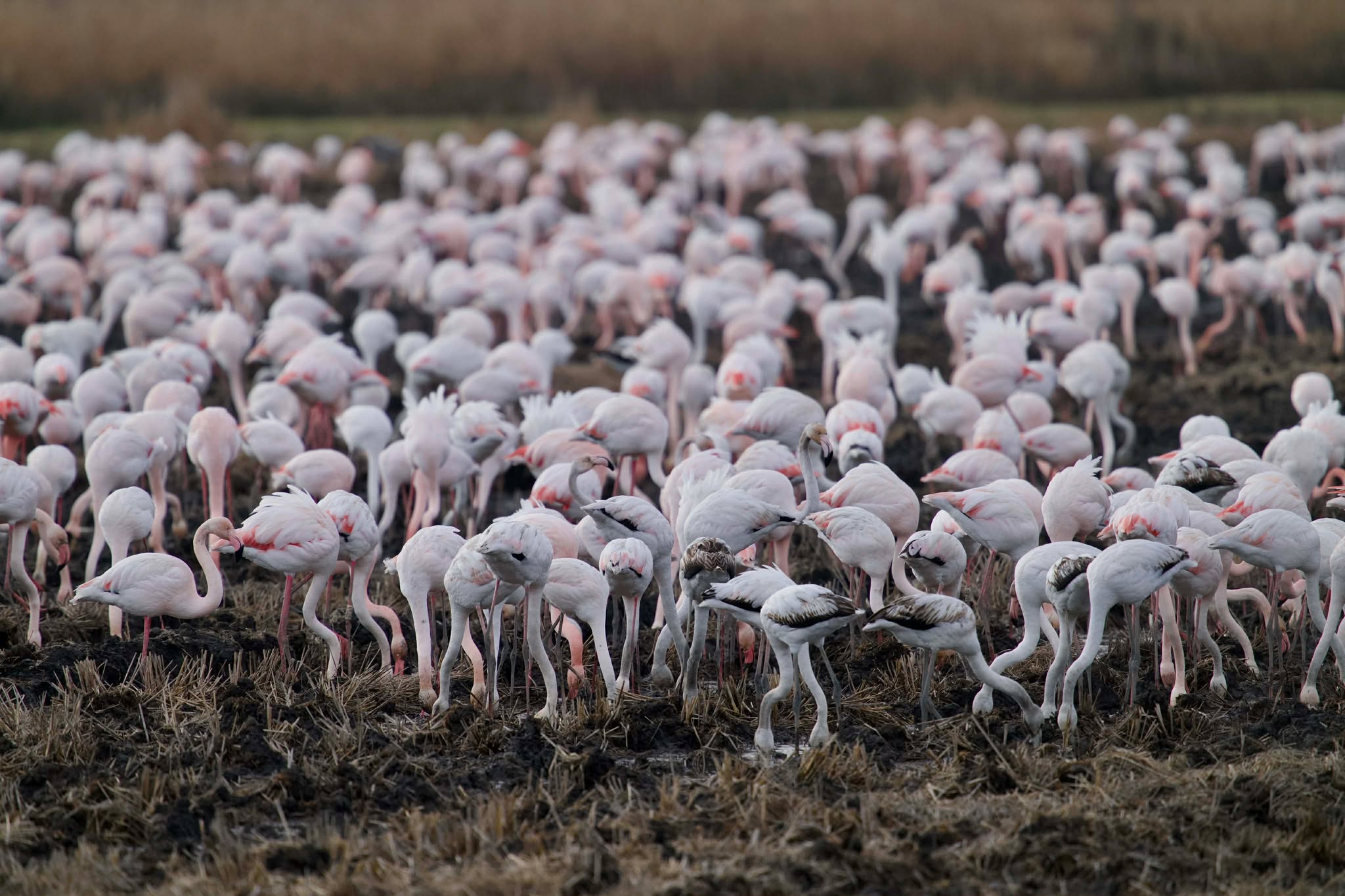 Flamants-roses-Vauvert-champs@Sylvain-Caillot