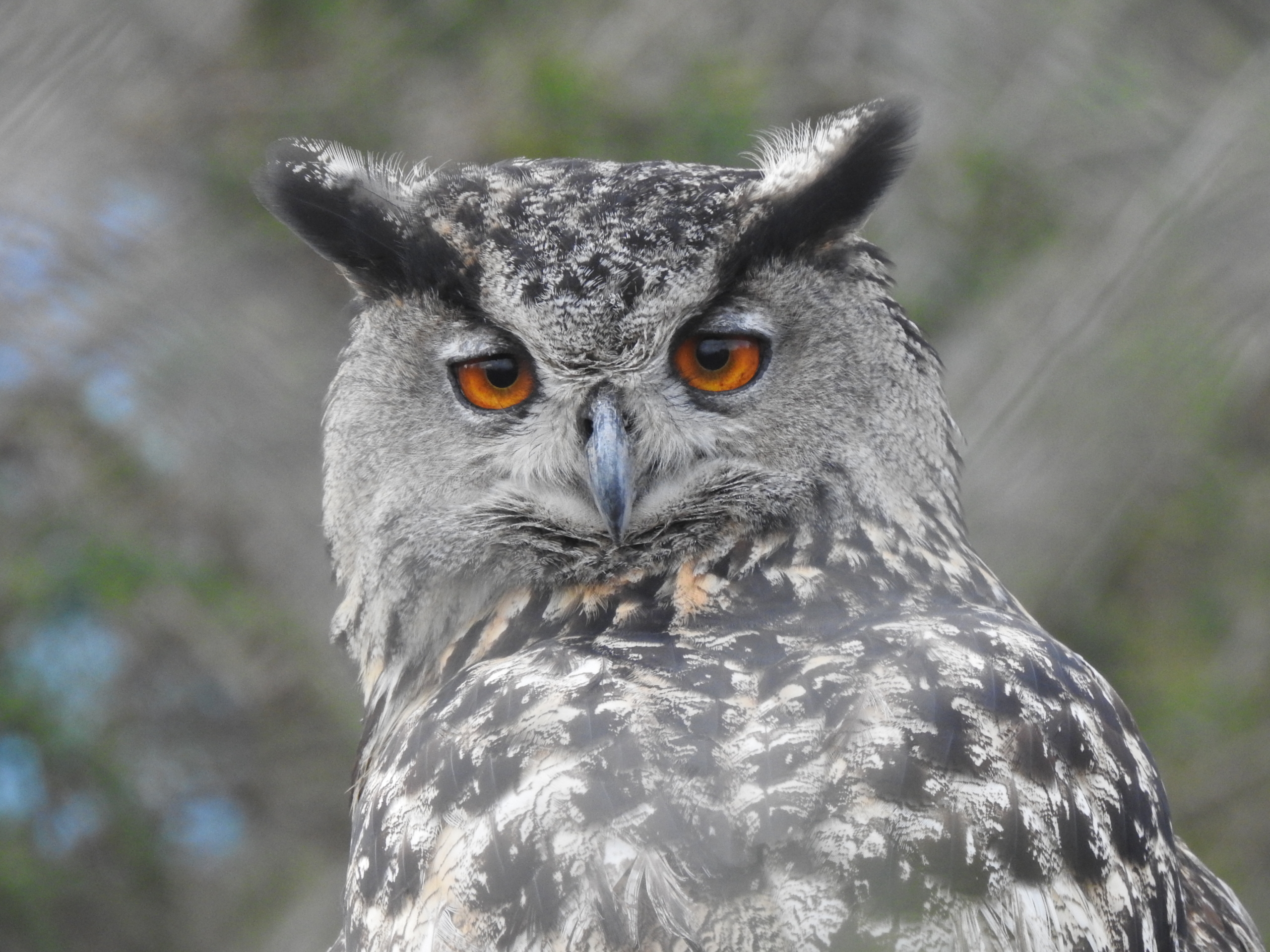 Hibou-grand-duc_Pont-de-Gau@TheoIHLEIN - BD