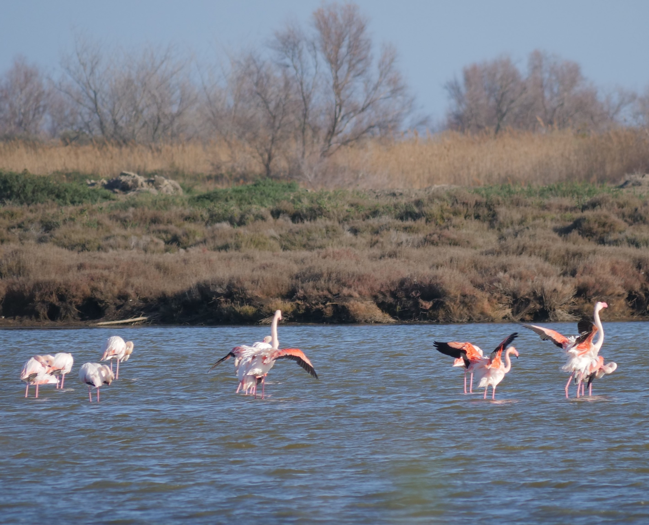 flamants-route-beauduc@AS-HERVY-TdV
