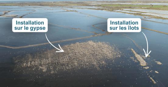 Strategies-nidification-flamants-2025